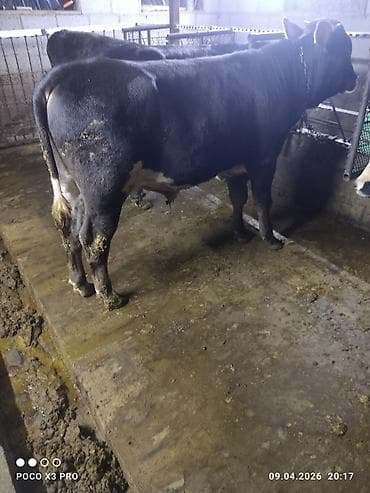 продаю тёлок: Продаю | Бык (самец) | Полукровка | На откорм | Привязанные — 2