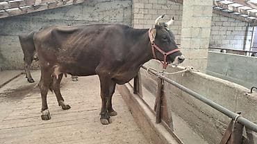 Животные: Продаю | Корова (самка) | Голштин, Алатауская, Швицкая | Для разведения, Для молока | Племенные, Стельные — 8