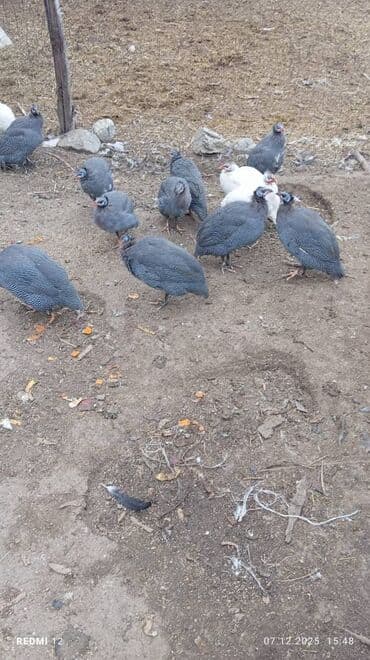 Ламинат: Цесари — молодняк и подросшие птицы - Породы/окрас: жемчужные (серые в — 1