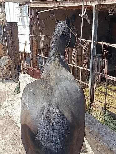 кой порода: Продаю | Конь (самец) | Рабочий — 2