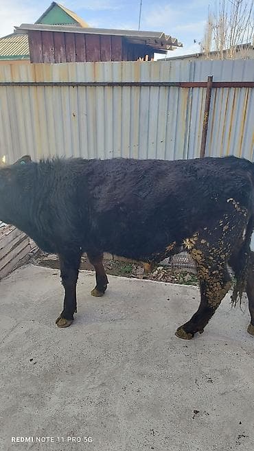 Продаю | Бык (самец) | На откорм | Привязанные
