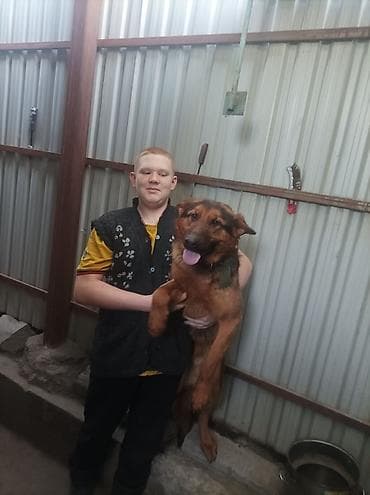 Щенки немецкой овчарки 01.01.26 мальчик и девочка - Порода: немецкая