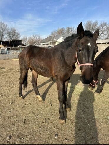 среднеазиатская овчарка купить: Продаю | Кобыла (самка) | Полукровка — 3