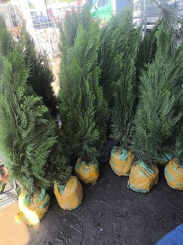 ош жапалак: Туя ( Туя западная/смарагд) с комом земли в мешковине. По Токмаку — 1