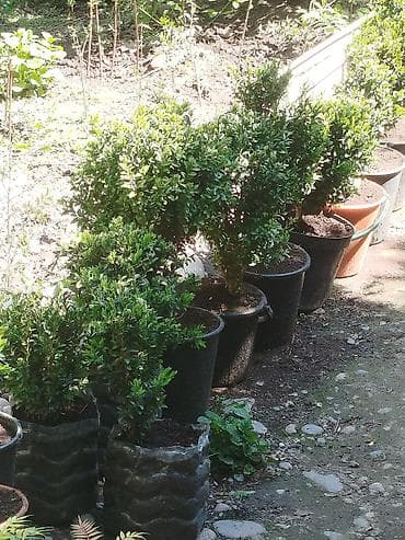 Самшит: Самшит вечнозелёный (Buxus sempervirens) в контейнерах. - Компактные — 3