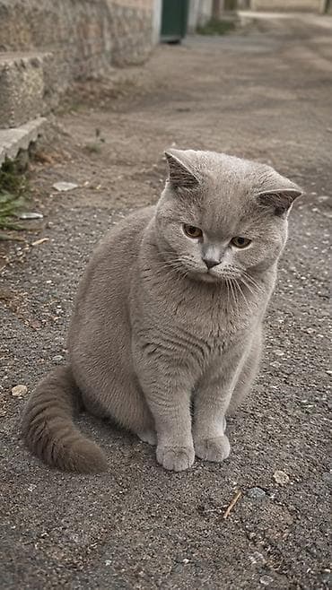 мышык парода: Скотиш Страйт (Шотландиялык тик кулактуу), 6 айлык, Ургаачы — 1