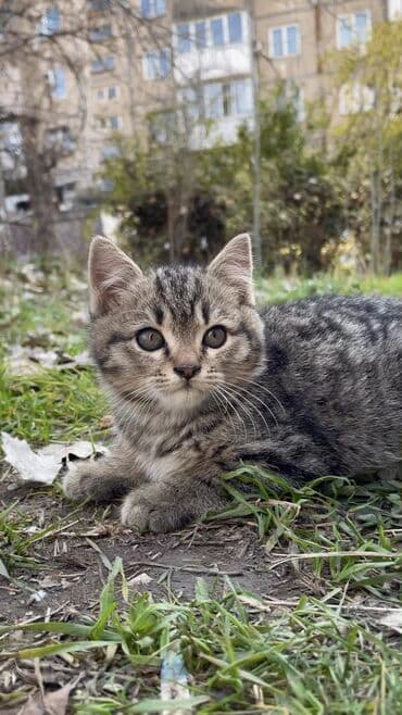 номер приюта для животных бишкек: МАЛЫШ НА УЛИЦЕ! Котёнок в добрые руки, находится сейчас на улице! — 1