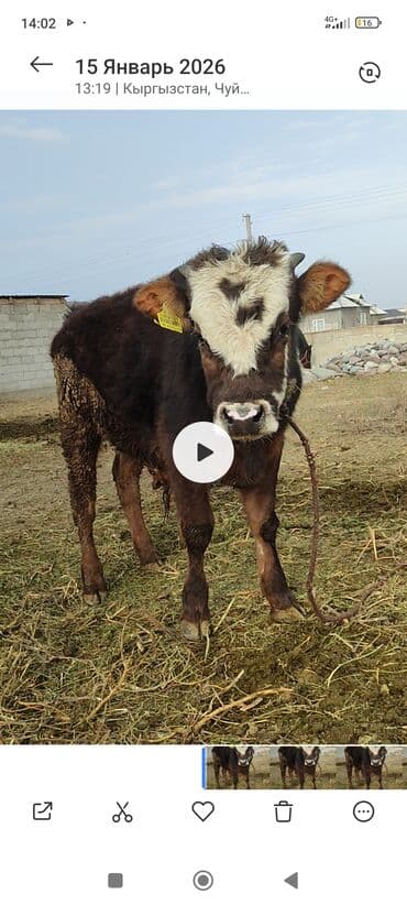 белый мёд: Продаю | Музоо, торпок | На откорм | Привязанные — 2