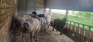 продаю овец: Продаю | Овца (самка), Ягненок, Баран (самец) | На забой — 4