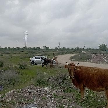 места каракол: Продаётся участок с фундаментом красная книга пять соток 2 комната — 6