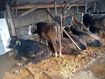 телята телки: Продаю | Тёлка | Полукровка | На откорм | Привязанные — 4