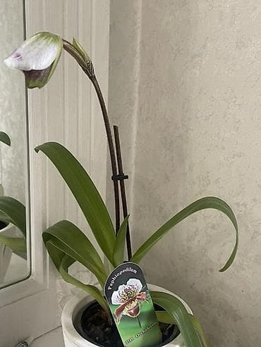 орхидеа: Орхидея Paphiopedilum (туфелька) в горшке. - Вид: Paphiopedilum — 3