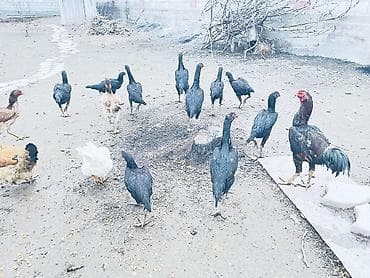 Кошки: Продаю бойцовых Курочек 
Звоните на телефон номер Вацап — 2