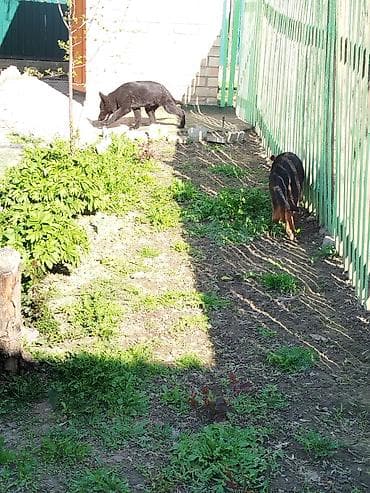 дом животные: Немецкая овчарка, 4 месяца, Самка, С прививкой — 8