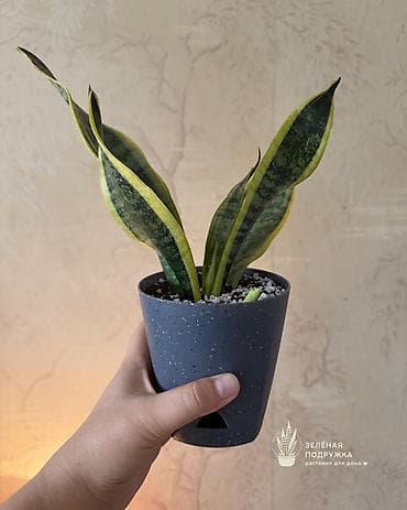 санса: 🌿 САНСИЕВЕРИЯ (Щучий хвост) Стильное и неприхотливое комнатное — 5