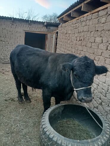 продам бычка: Продаю | Бык (самец) | На откорм | Привязанные — 2