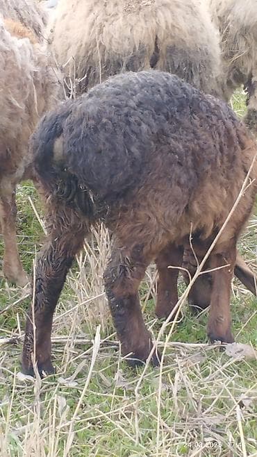 кормушки для птиц: Продаю | Овца (самка) | Для разведения | Матка — 4