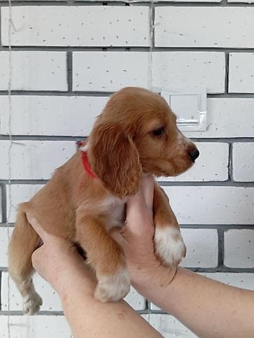 американский спаниель: Продаются Щенки русского охотничьего спаниеля Щенки родились 1 января — 5