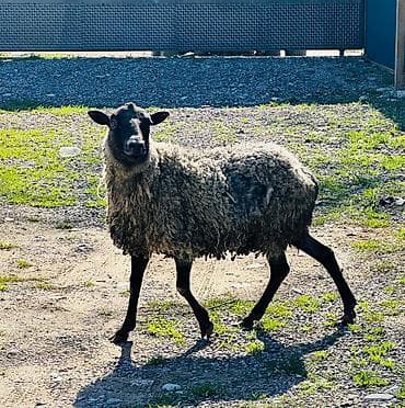 купить чихуахуа в бишкеке: Продаю | Овца (самка), Ягненок, Баран (самец) | Гиссарская, Арашан, Романовская | Для разведения | Племенные, Котные, Ярка — 2