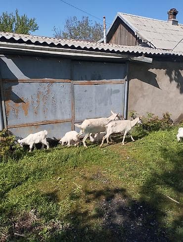 парода эчки: Продаю | Коза (самка) | Зааненская | Для разведения | Племенные — 2