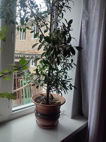 дом цветы: Комнатные растения в горшках 1) Спатифиллум (женское счастье) - — 8