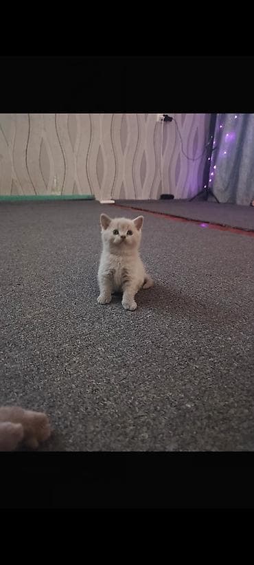 дом кошка: Шотландский питомник выставляет на продажу котенка лилового окраса в — 4