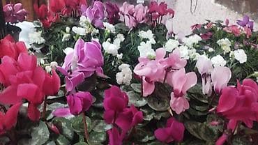 аквариум цена: Многолетние цветущие растения в горшках - Цикламен персидский — — 2