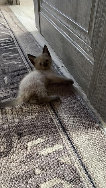 котята каракол: Сиамская, 2 месяца, Мальчик, Приучена к лотку — 1