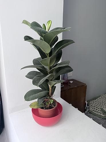 Фикус эластика (каучуконосный), комнатное растение в горшке. - Высота