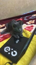 двд плеер филипс: Портативный DVD-проигрыватель Lexdium с поворотным экраном — 4