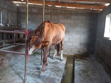 Другие животные: Продаю | Конь (самец) | Полукровка | Рабочий — 7