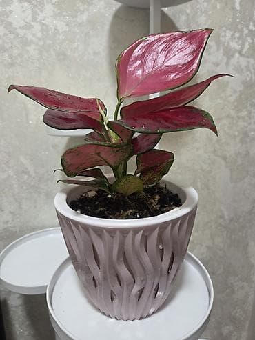 перец полугоркий: Каллигенусный кактус (Chamaecereus silvestrii, «арахисовый кактус» — 6