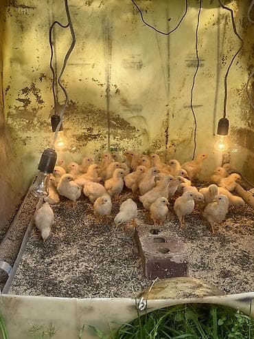 бройлер кур: Продаю | Цыплята | На забой — 1