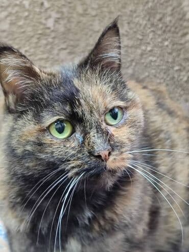 фонд добрые руки: Ищем дом кошке. Привезём сами — 2