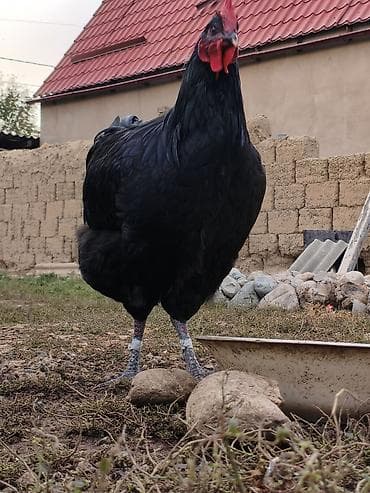 чика тай: Продаю | Куры | Домашняя | Несушки — 3