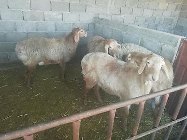 молодой баран: Продаю | Баран (самец) | Гиссарская | Для разведения | Осеменитель — 1