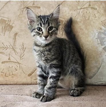 4 месяца, Мальчик at lalafo.kg 4 месяца, Мальчик