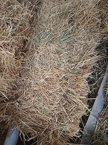 живые дрожи: Продаются ячменная солома, хранилась в сеновале тюки большие плотные — 1