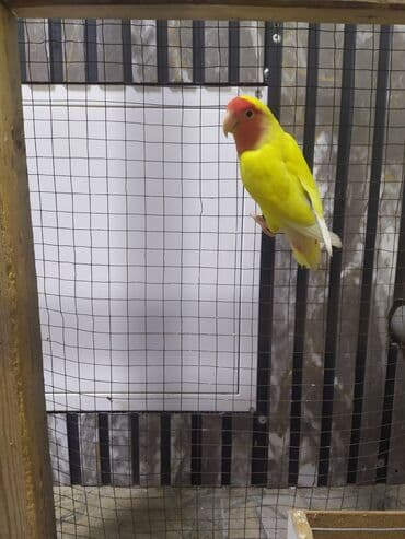 домашние попугаи корелла: Продаю неразлучника. Птица здорова, активная, хорошо ест. Остался один — 1