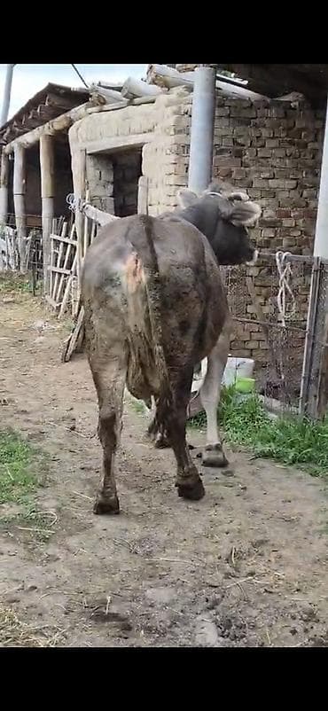 кыргыз иттер: Сатам | Уй (ургаачы) | Көбөйтүү үчүн | Байланган — 1