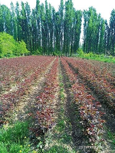Ёлки: Розы с собственного розария — срезка и букеты - Сорта: классические — 3
