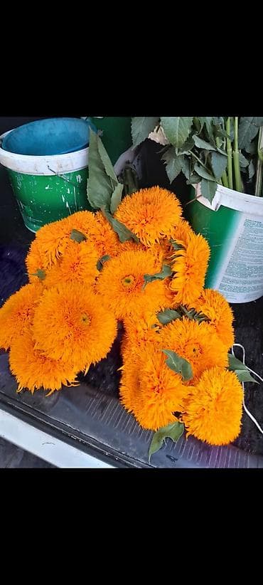 Продаю декоративные 🌻подсолнухи — 2