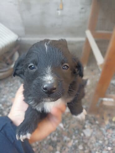 Вязка собак: Собака даром: Дворняжка, 2 месяца, Самец — 5