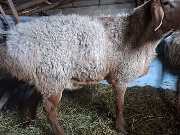 тайган собаки: Сатам | Кочкор (эркек) | Арашан | Союуга | Ургаачы — 5