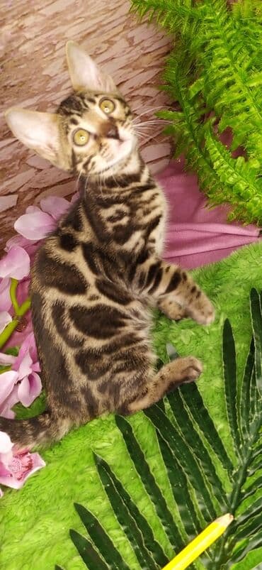 Друзья !!! питомник Бен Гла Мур с радостью предлагает новый помет. от