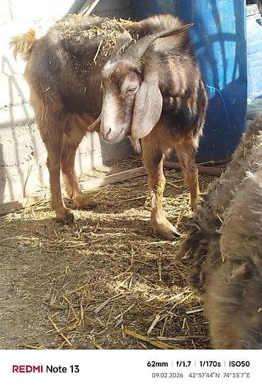 Аквариумы: Продаю | Коза (самка) — 1