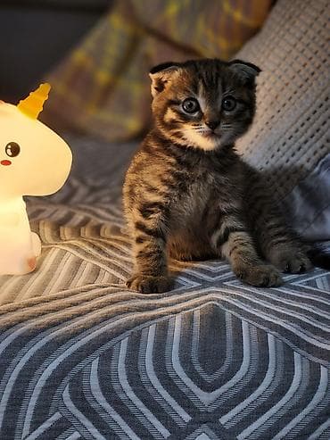 Шотландский вислоухий котёнок (фолд по ушкам визуально — вислоухий) — 1