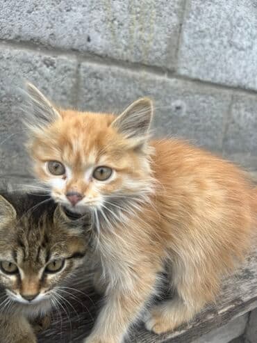 корм для кошек и котят: Мышык бекер берилет: Породасыз, 2 айлык, Ургаачы, Лотокко барууга үйрөтүлгөн — 4