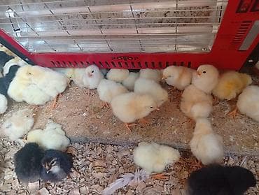 мясо кролик: Продаю | Цыплята | Бройлерная | На забой — 5