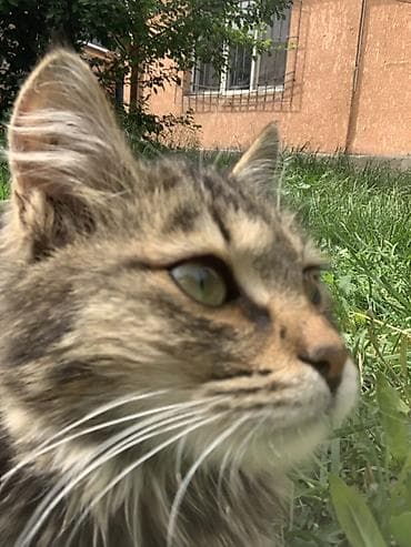 коты бесплатные: Кошка даром: Беспородная, 6 месяцев, Девочка, Приучена к лотку — 5